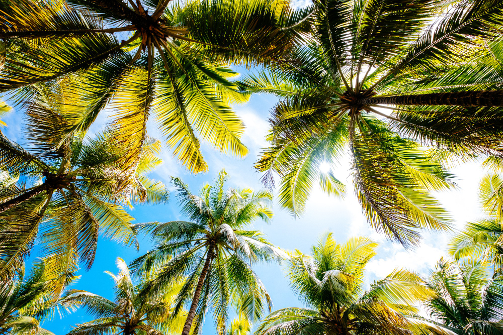tropical trees