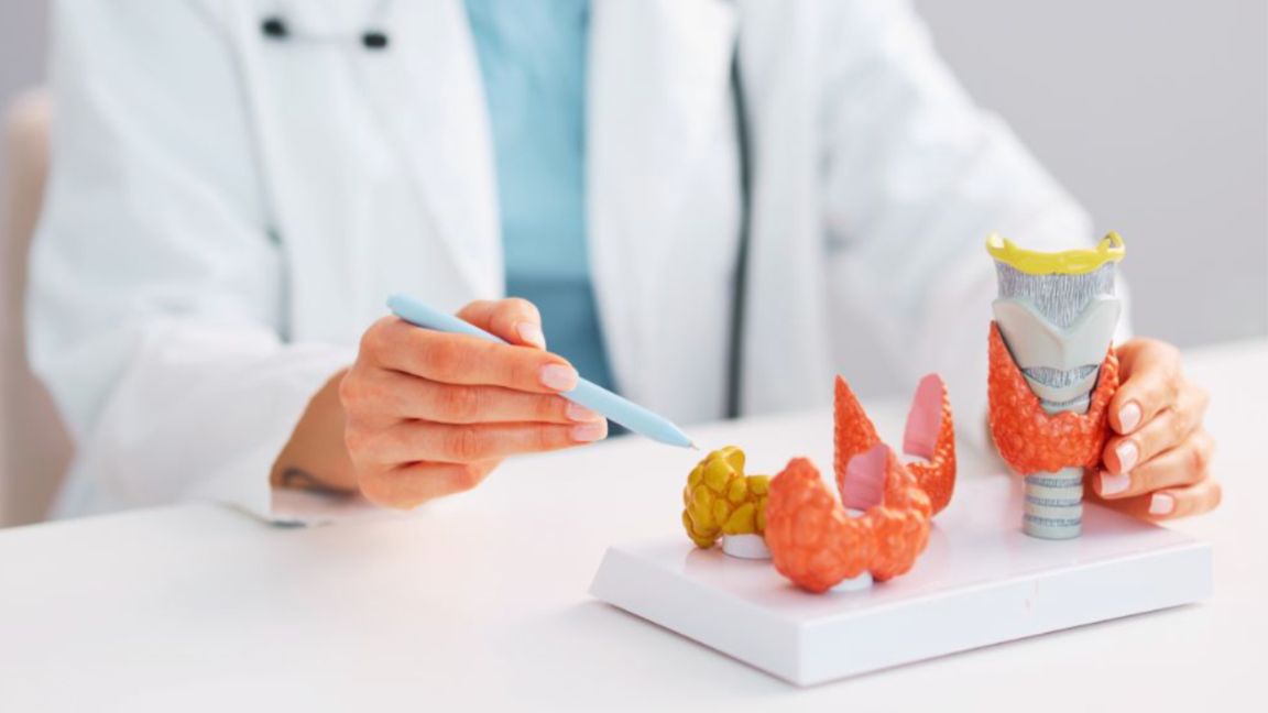 Reproductive endocrinologist in Miami explaining thyroid anatomy with a detailed medical model during a patient consultation.